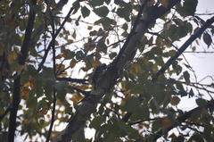 Dryobates pubescens