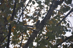 Dryobates pubescens