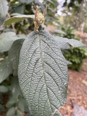 Viburnum rhytidophyllum