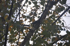 Dryobates pubescens