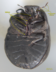 Calacta lugubris