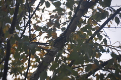 Dryobates pubescens