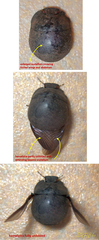 Calacta lugubris