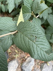 Viburnum rhytidophyllum