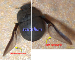 Calacta lugubris