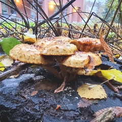 Pholiota squarrosa