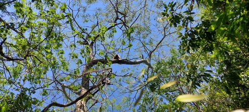 Black-and-gold Howler Monkey