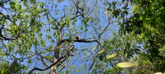 Alouatta caraya