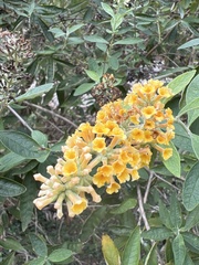 Buddleja madagascariensis