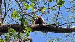 Alouatta caraya