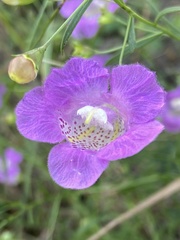 Agalinis strictifolia