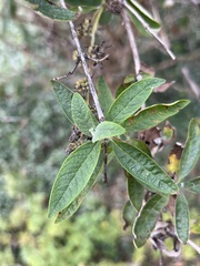 Buddleja madagascariensis