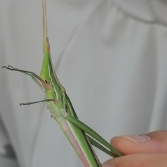 Acrida conica