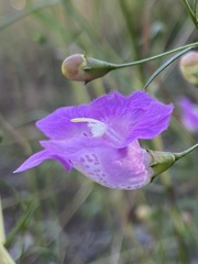 Agalinis strictifolia