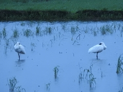 Platalea minor