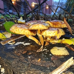 Pholiota squarrosa