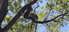 Alouatta caraya