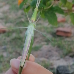 Acrida conica