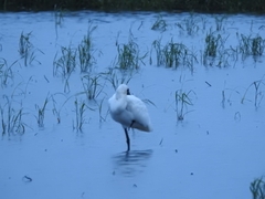 Platalea minor
