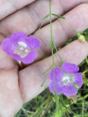 Agalinis strictifolia