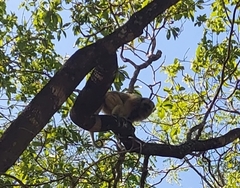 Alouatta caraya