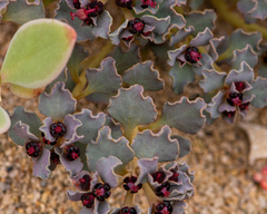 Euphorbia copiapina