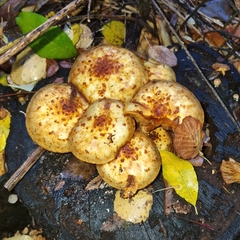 Pholiota squarrosa