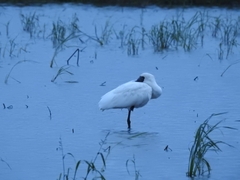 Platalea minor