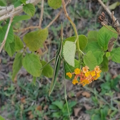 Acrida conica