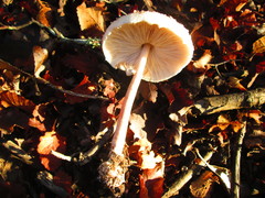 Macrolepiota bonaerensis
