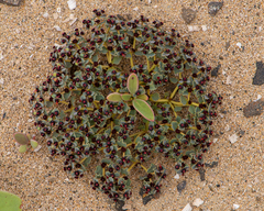 Euphorbia copiapina