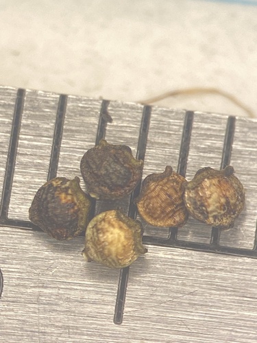 Florida Beaksedge (Rhynchospora eximia)