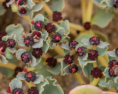 Euphorbia copiapina