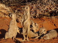 Suricata suricatta