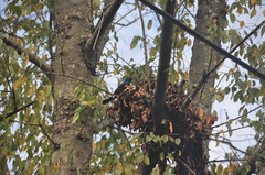 Quiscalus quiscula