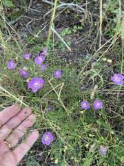 Agalinis strictifolia
