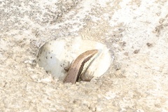 Eutropis longicaudata