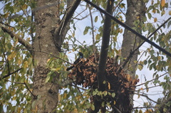 Quiscalus quiscula