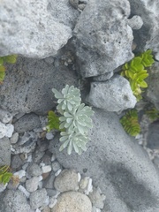 Crossostephium chinense