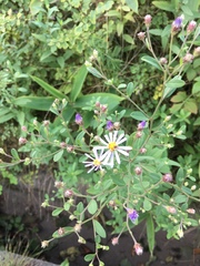 Aster yomena