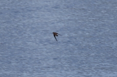 Stelgidopteryx serripennis