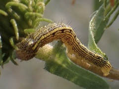 Heliothis