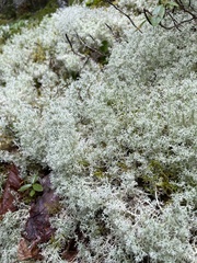 Cladonia stellaris