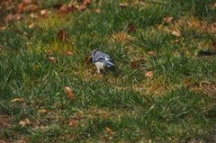 Cyanocitta cristata