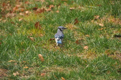 Cyanocitta cristata