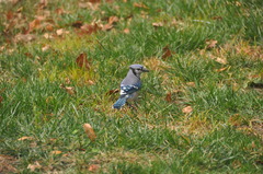 Cyanocitta cristata