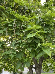 Catalpa