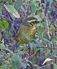 Atlapetes citrinellus