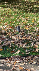 Sciurus carolinensis