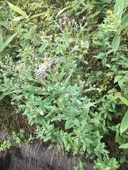 Aster yomena